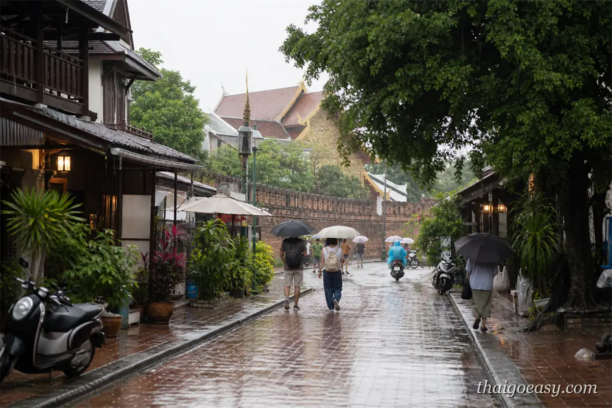 雨中的清邁老城街道，木造店屋、寺廟屋頂與撐傘行人