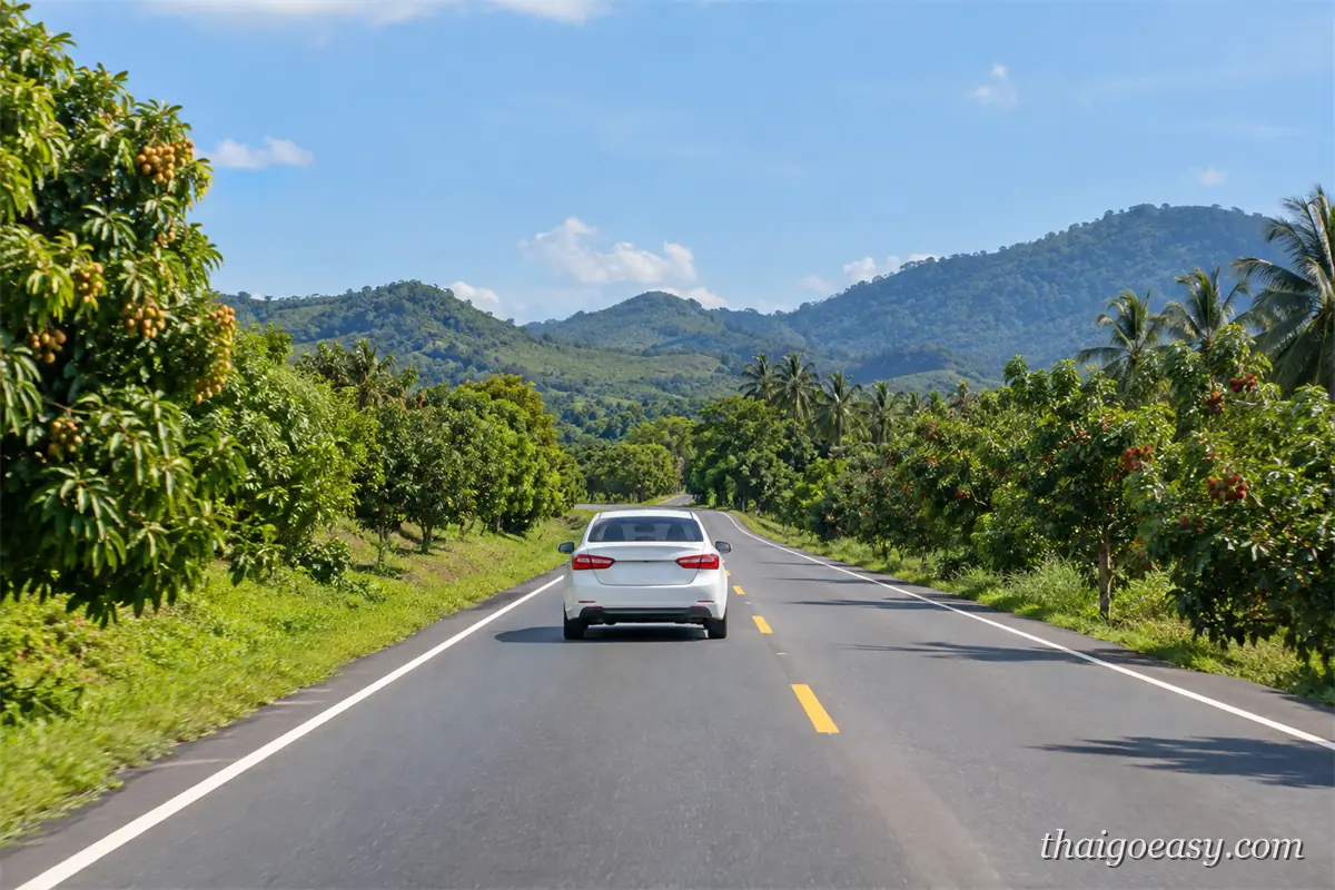 一輛白色轎車行駛在泰國東部的雙線道公路上，兩側是結滿果實的龍眼與紅毛丹果園，遠方是連綿的綠色丘陵
